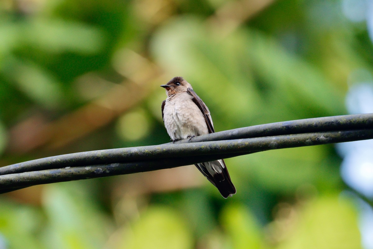 Southern Rough-winged Swallow - ML617983640