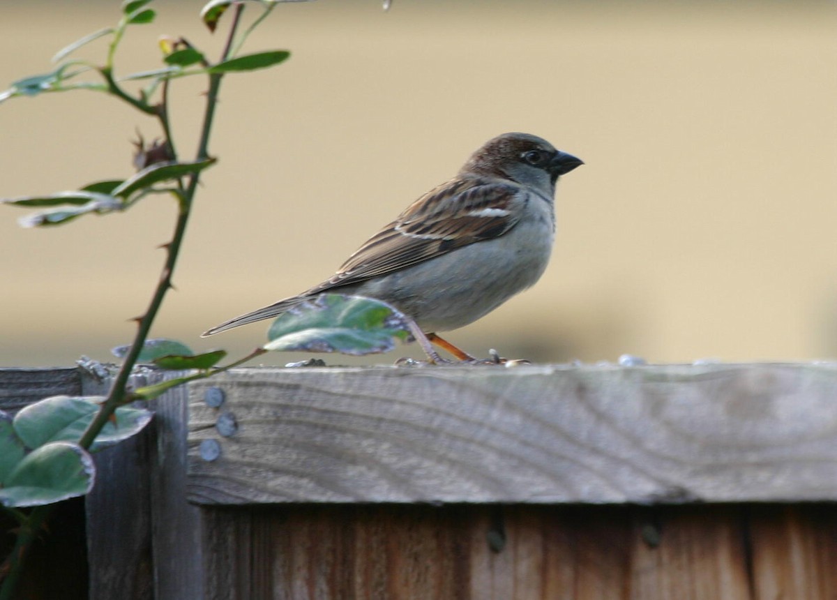 House Sparrow - ML617983648