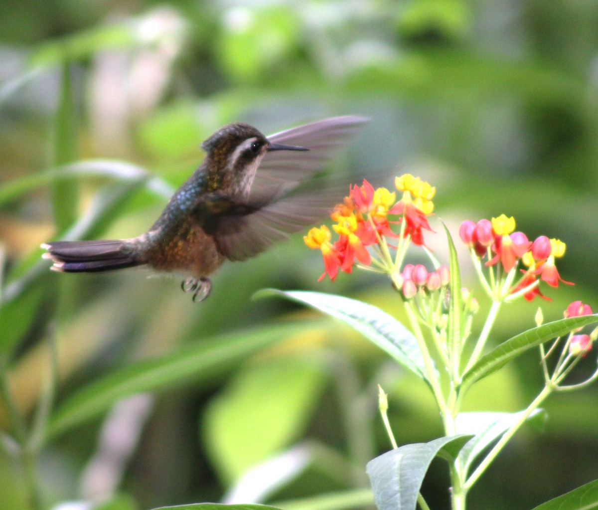 Speckled Hummingbird - ML617983653