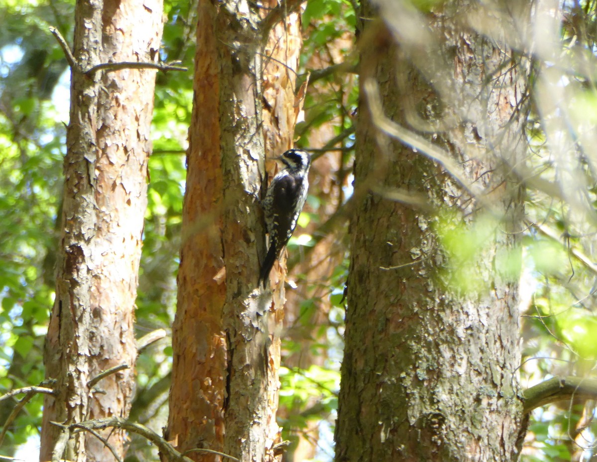 Eurasian Three-toed Woodpecker - ML617983663