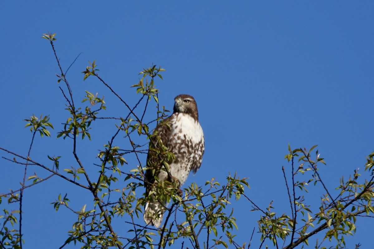 Red-tailed Hawk - ML617983665