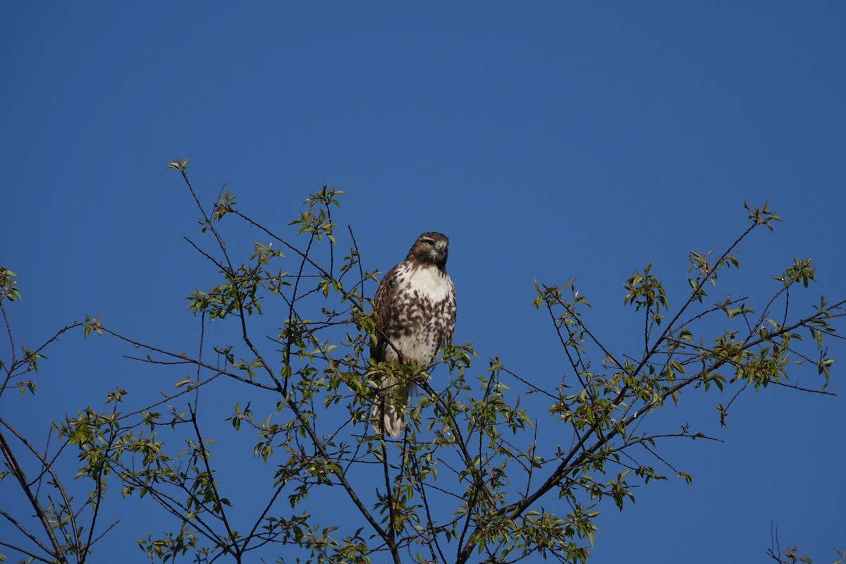Red-tailed Hawk - ML617983668