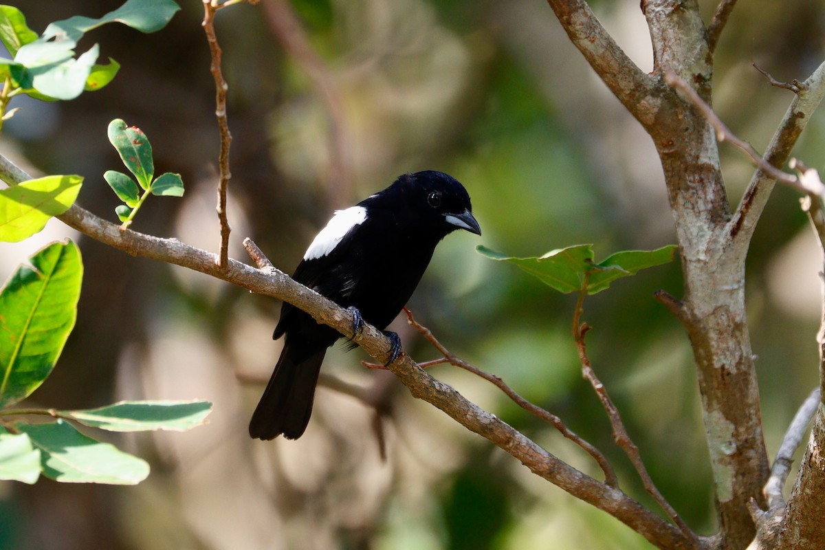 White-shouldered Tanager - ML617983683