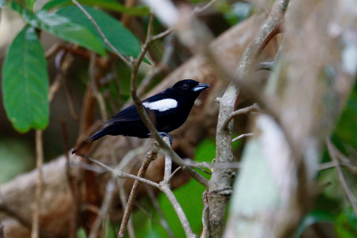White-shouldered Tanager - ML617983684