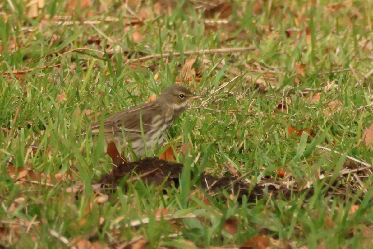 Water Pipit - ML617983685