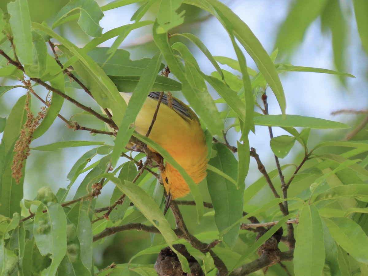 Prothonotary Warbler - ML617983692