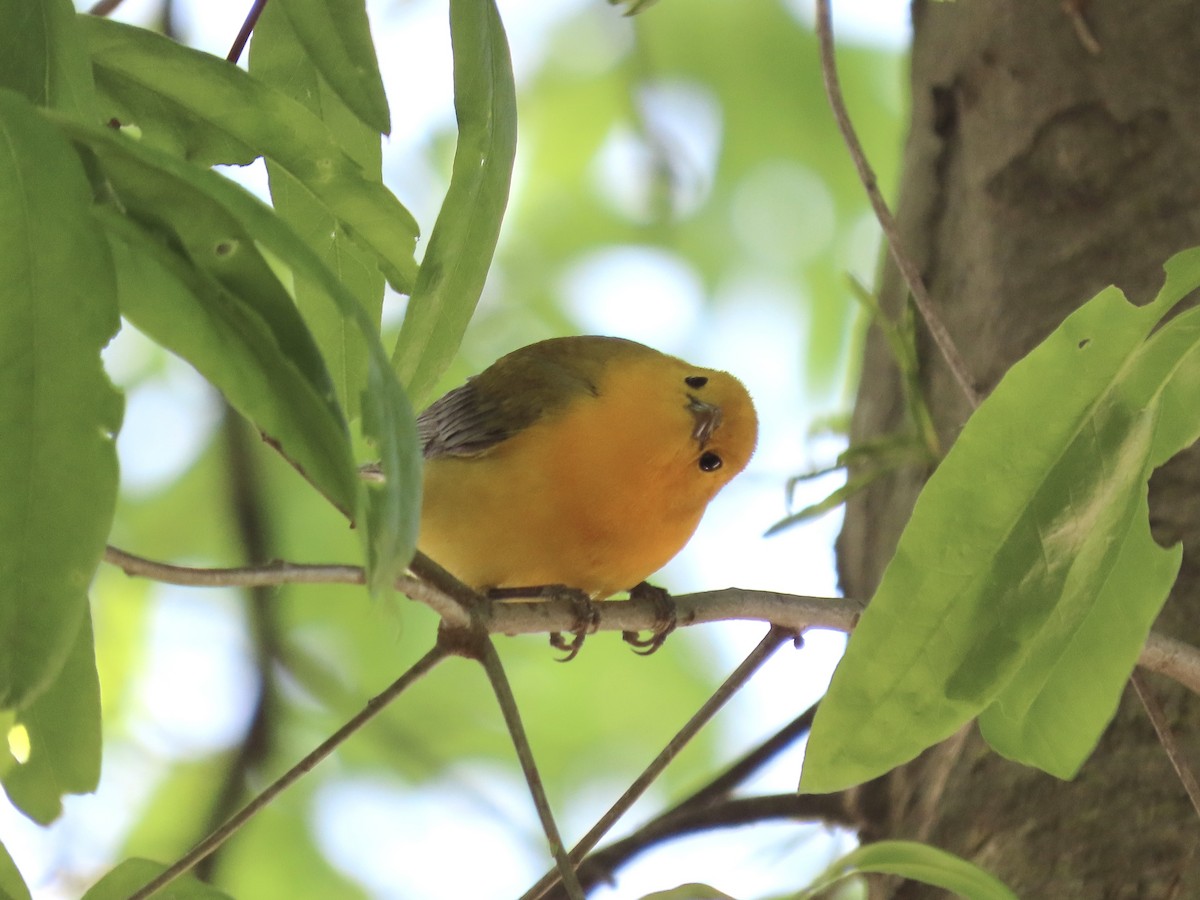 Prothonotary Warbler - ML617983693