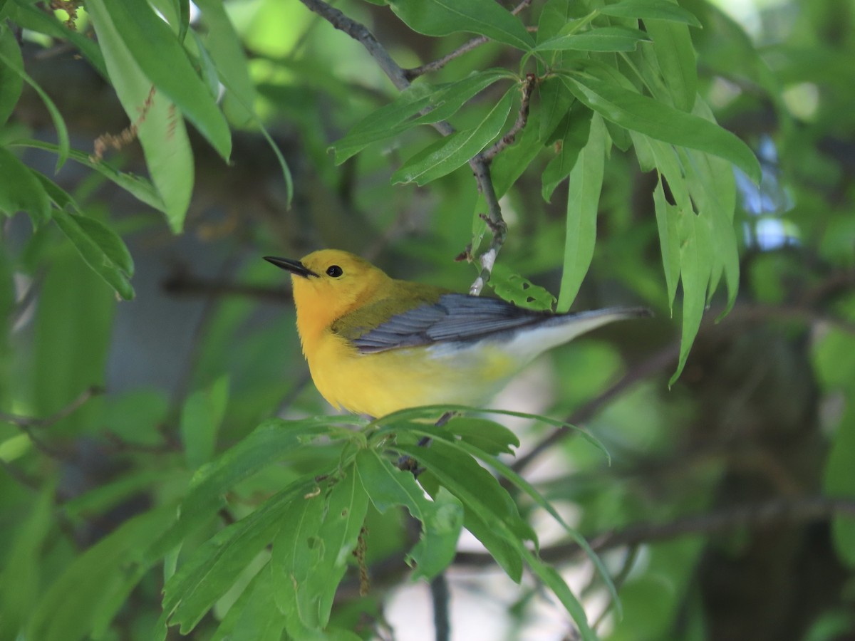 Prothonotary Warbler - ML617983695