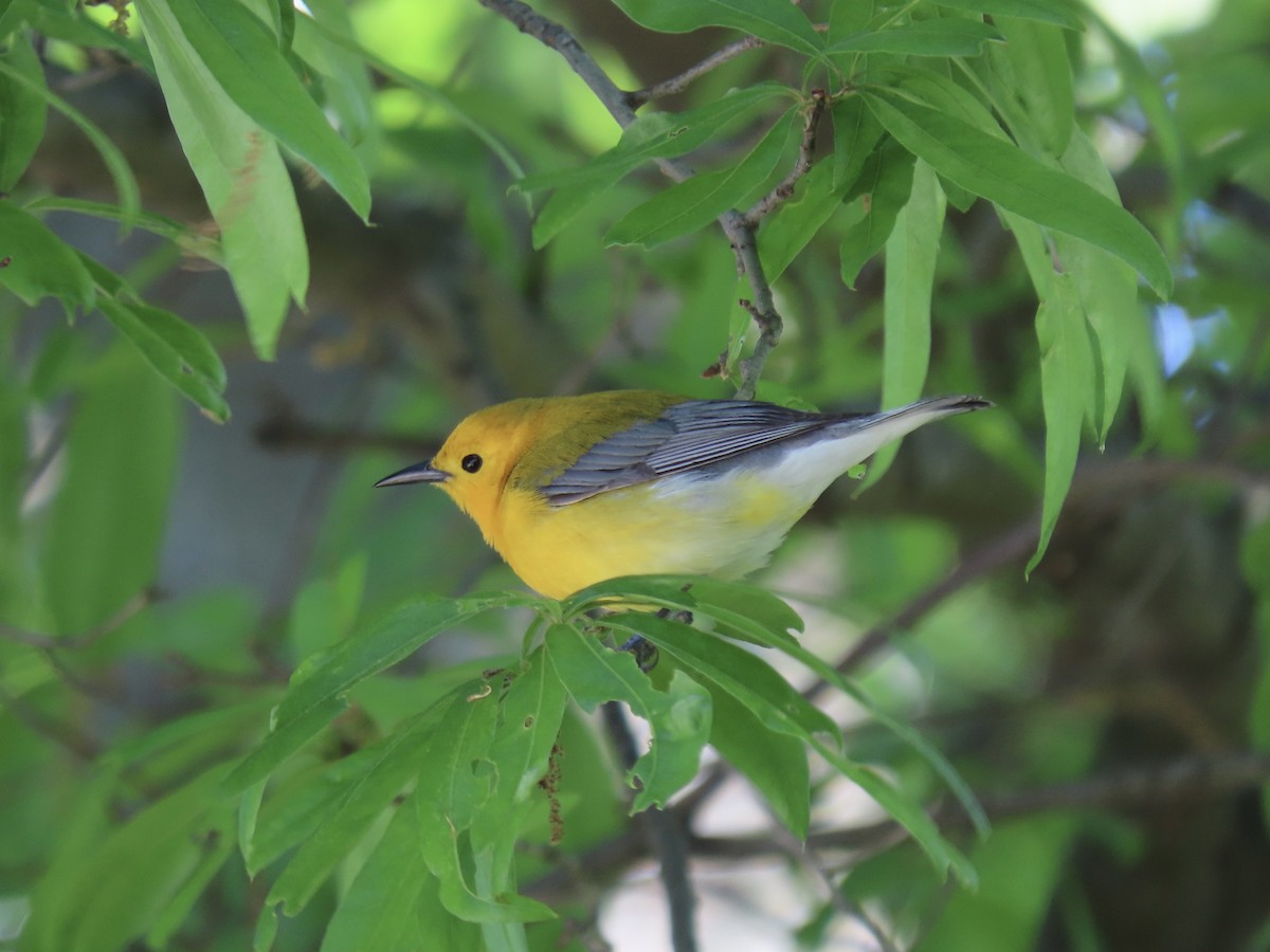 Prothonotary Warbler - ML617983696