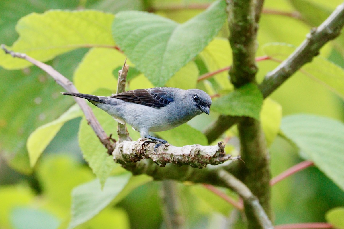Plain-colored Tanager - ML617983703