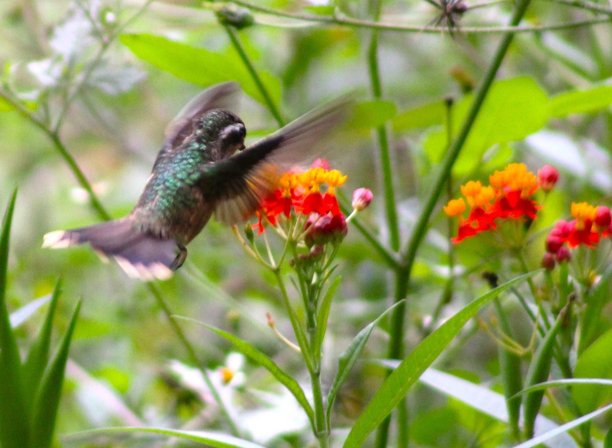 Speckled Hummingbird - T L P L