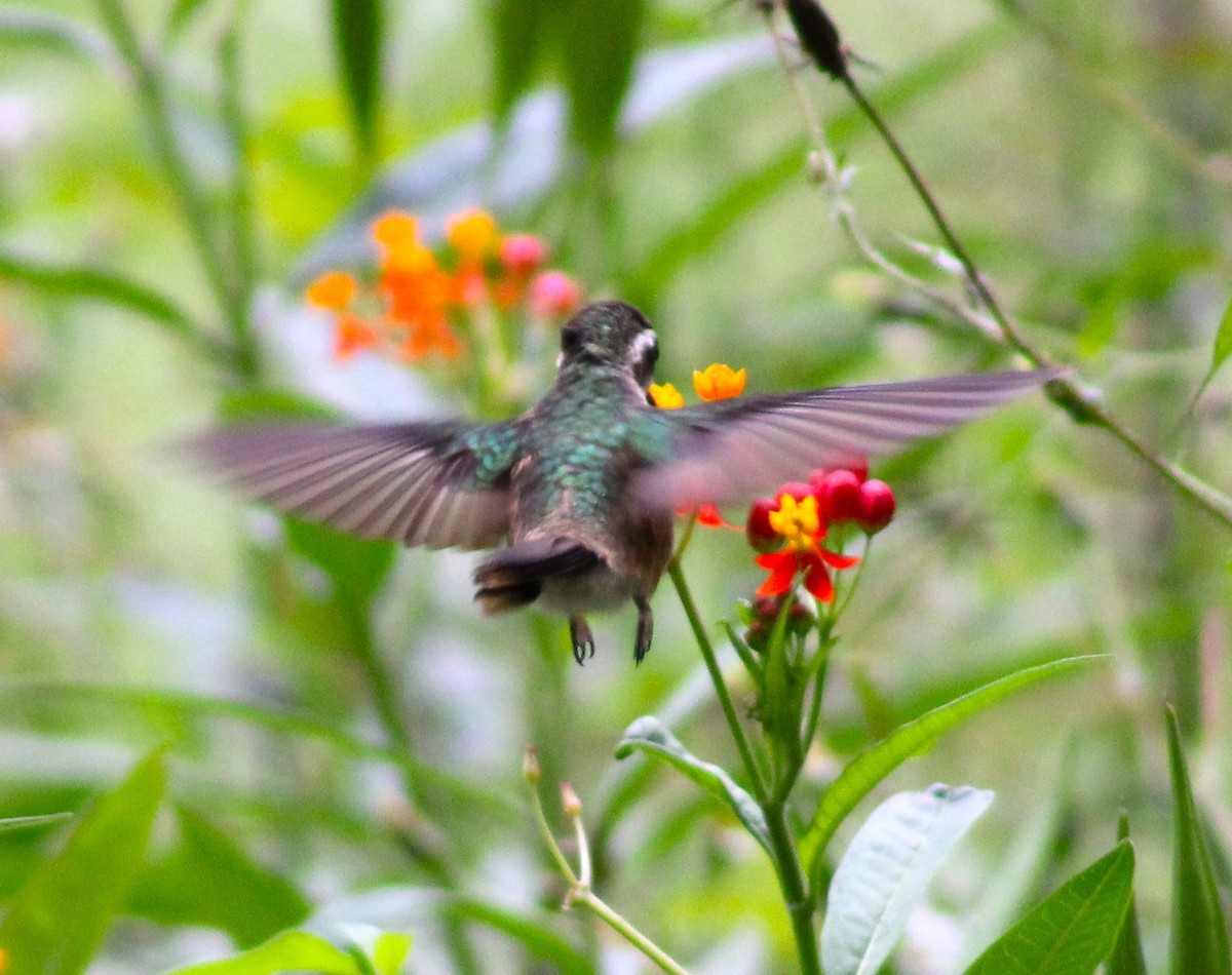 Speckled Hummingbird - ML617983707