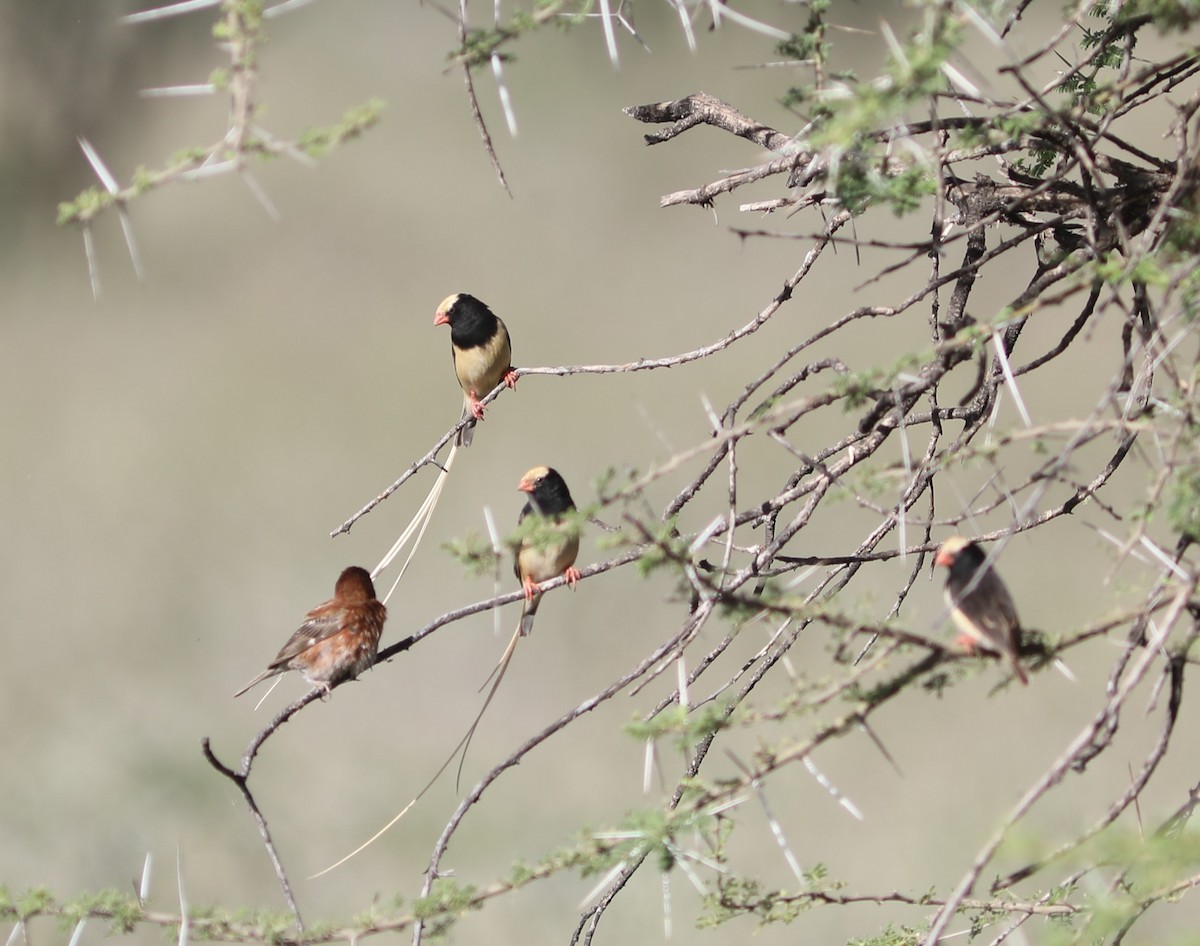 Straw-tailed Whydah - ML617983708