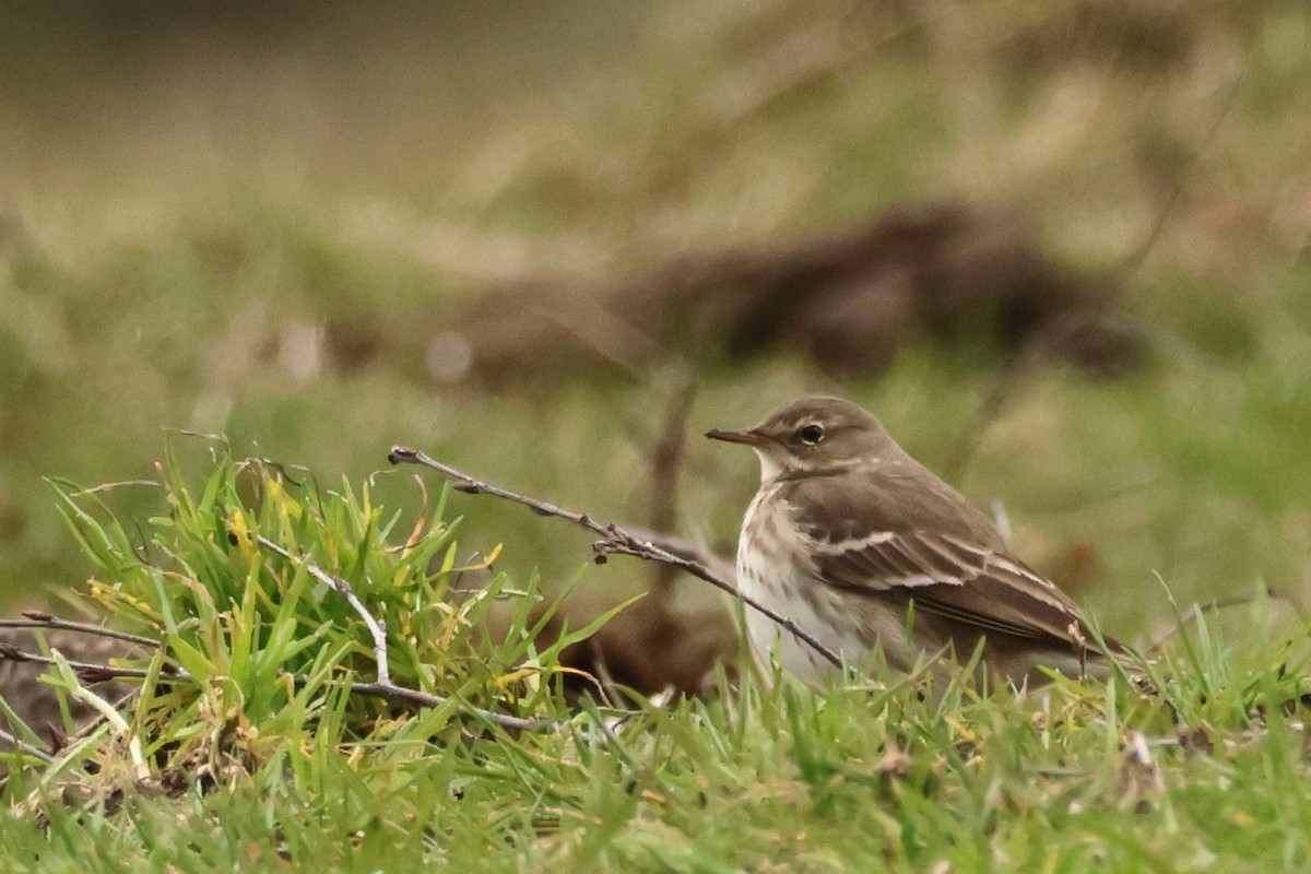 Water Pipit - ML617983712