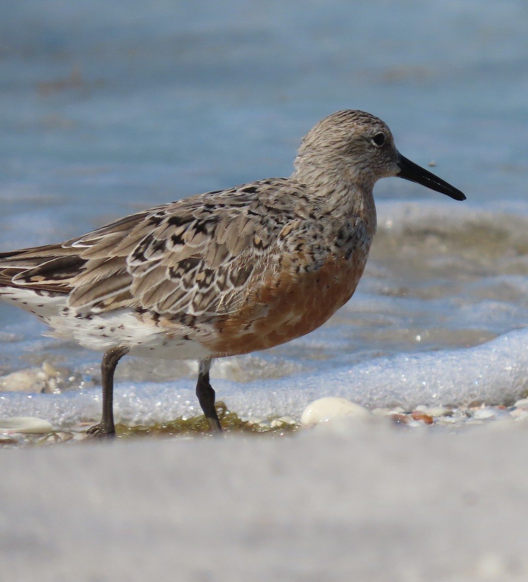 Red Knot - ML617983714