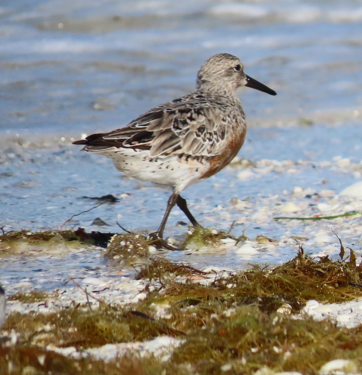 Red Knot - ML617983716