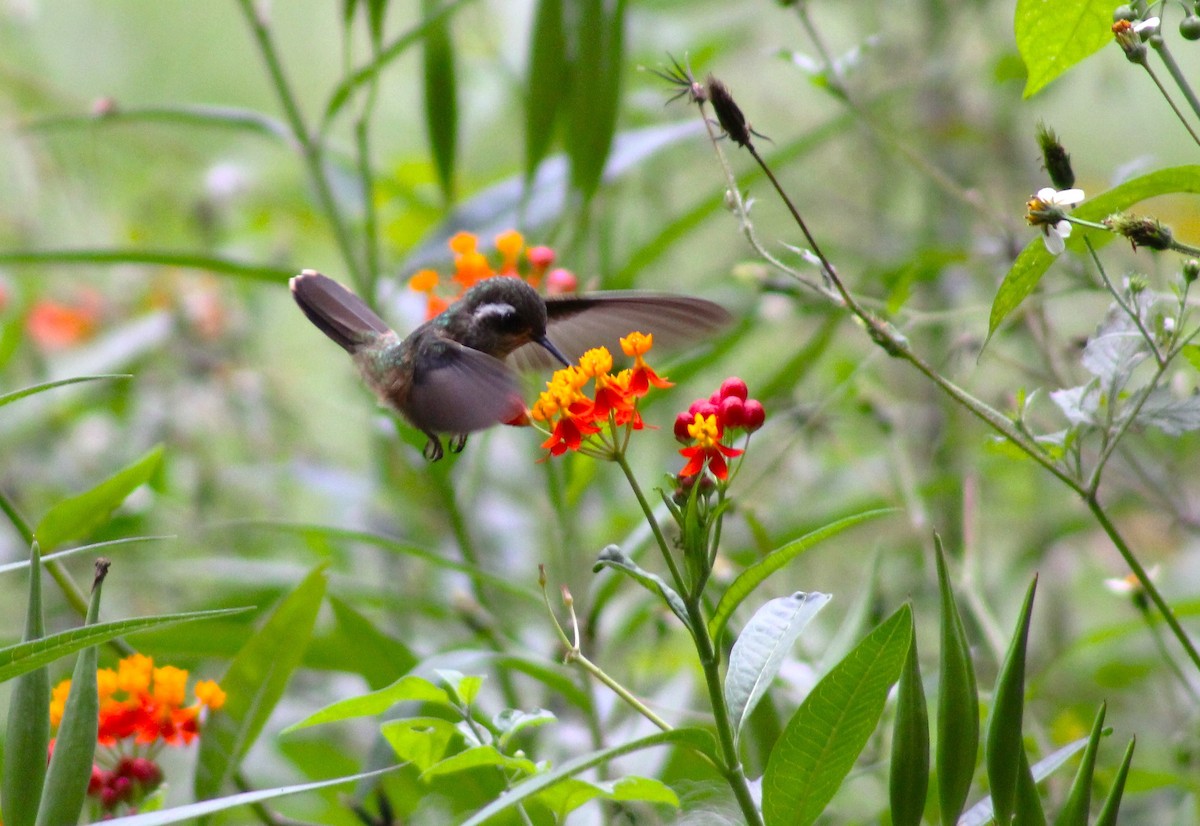 Speckled Hummingbird - ML617983731