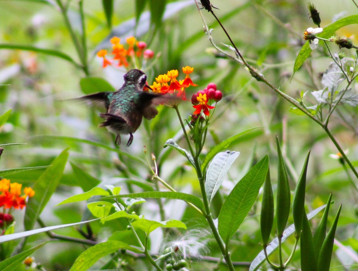 Speckled Hummingbird - ML617983732