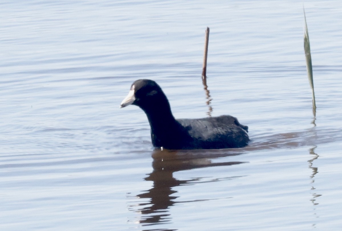 American Coot (Red-shielded) - ML617983746