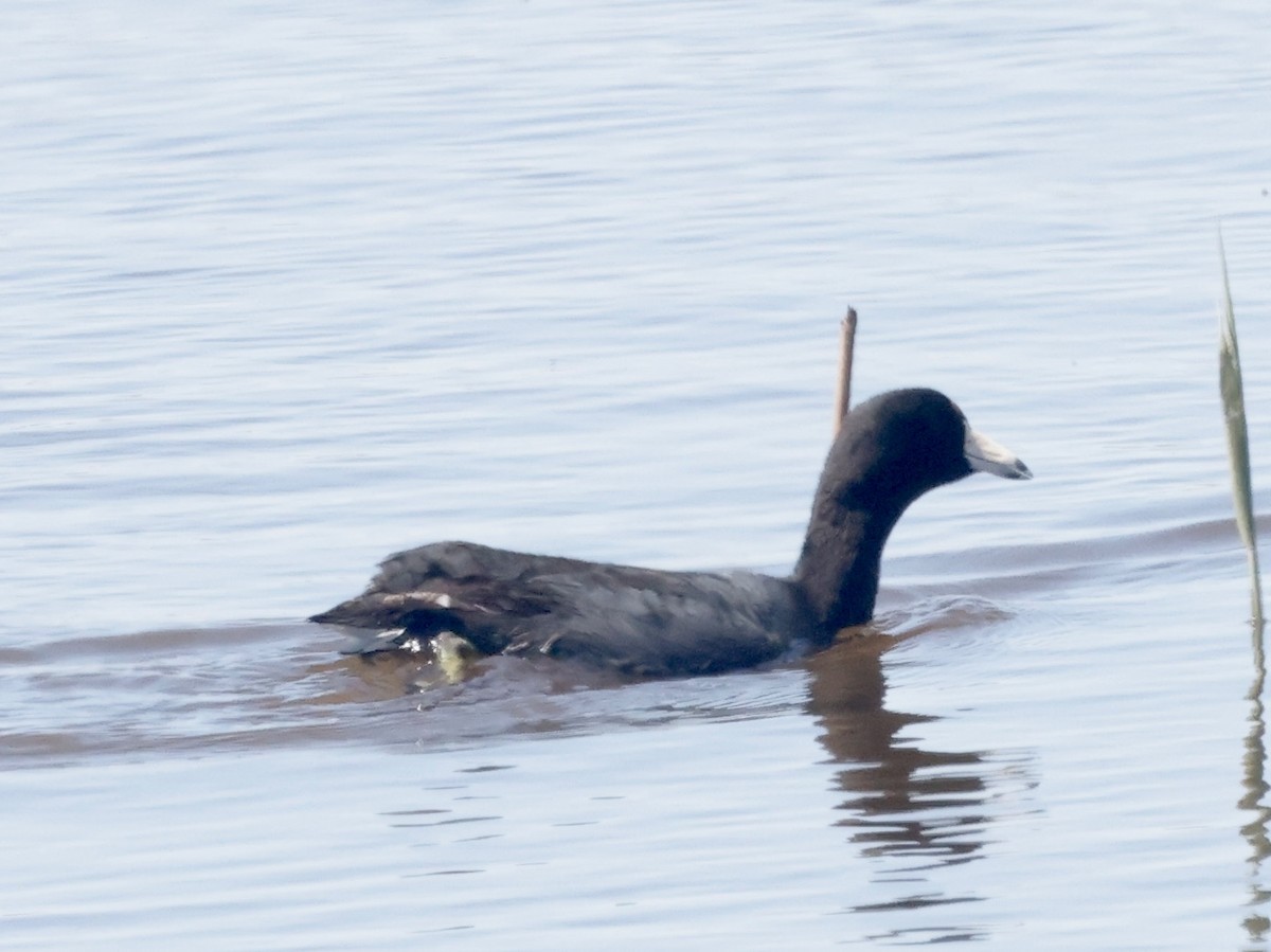 American Coot (Red-shielded) - ML617983747