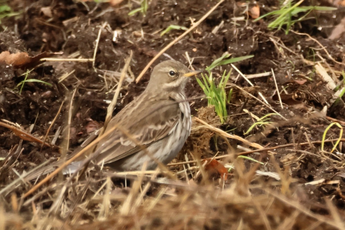 Water Pipit - ML617983749