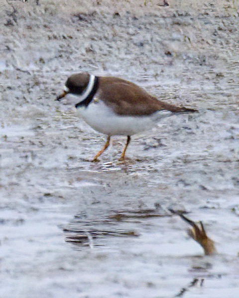 Semipalmated Plover - ML617983837