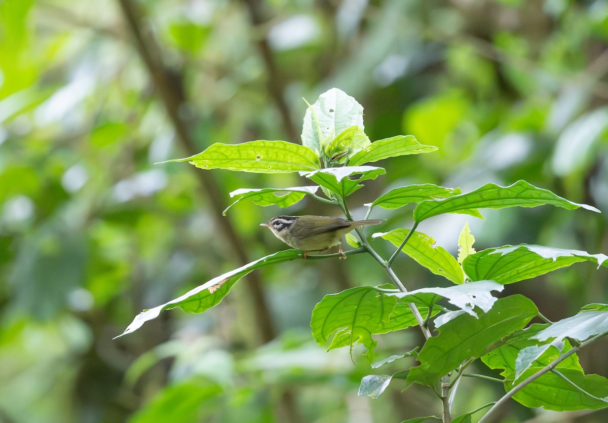 Costa Rican Warbler - ML617983860