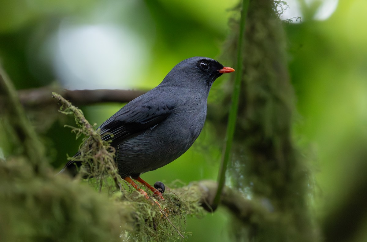 Black-faced Solitaire - ML617983864