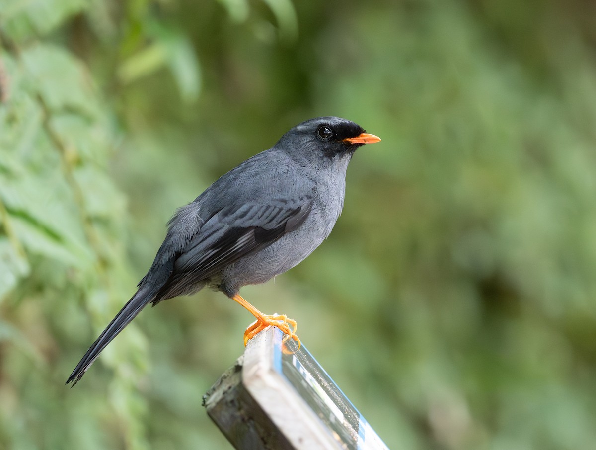 Black-faced Solitaire - ML617983872