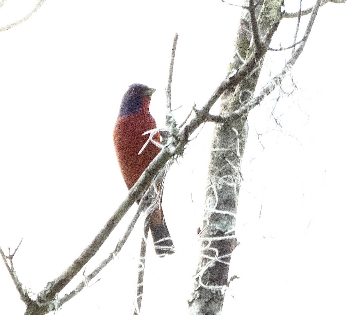 Painted Bunting - ML617983882