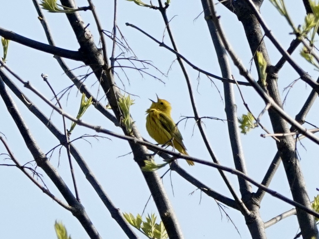 Yellow Warbler - ML617983906