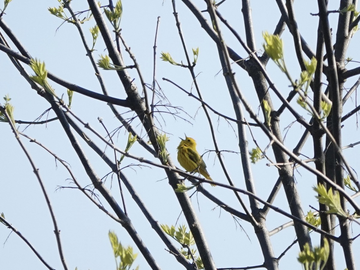 Yellow Warbler - ML617983907