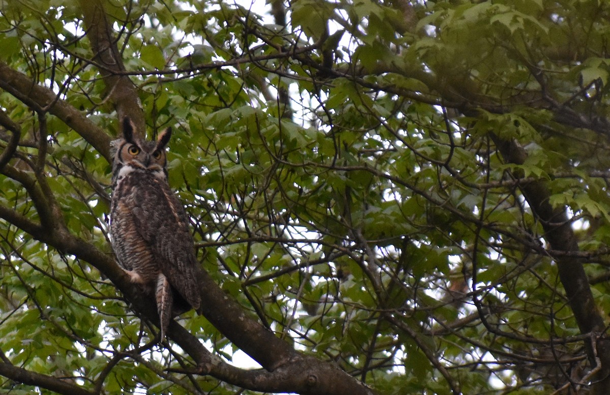 Great Horned Owl - ML617983909