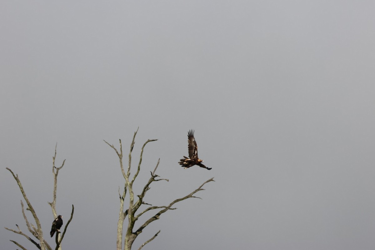 Wedge-tailed Eagle - ML617983911