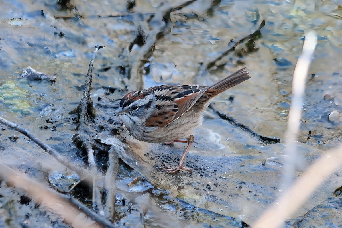 Swamp Sparrow - ML617983913