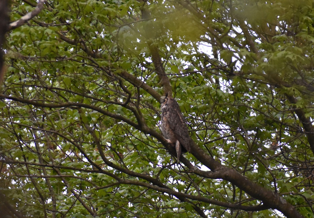 Great Horned Owl - ML617983919