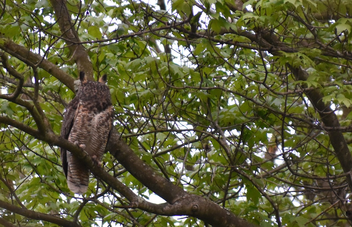 Great Horned Owl - ML617983923