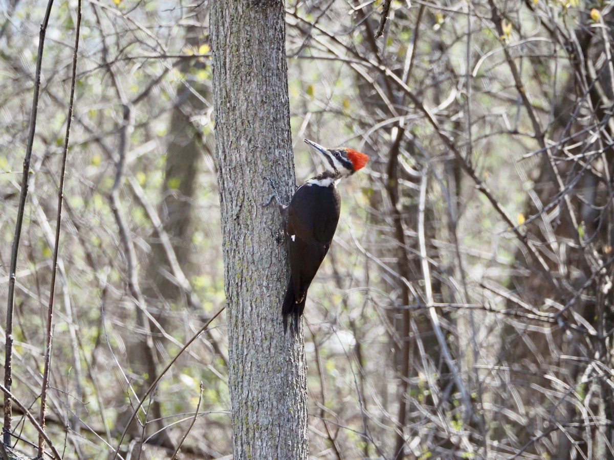 Pileated Woodpecker - ML617983939