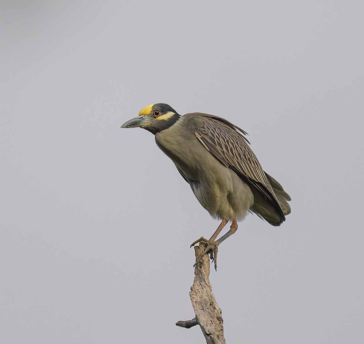 Yellow-crowned Night Heron - Marc Regnier