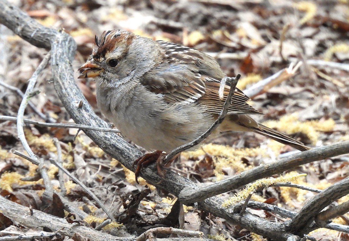 White-crowned Sparrow - ML617983966