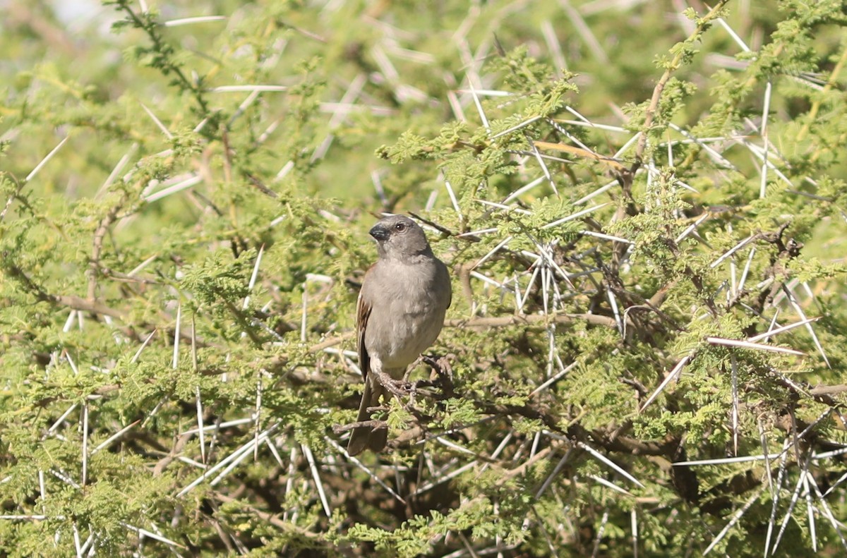 Swahili Sparrow - ML617983981