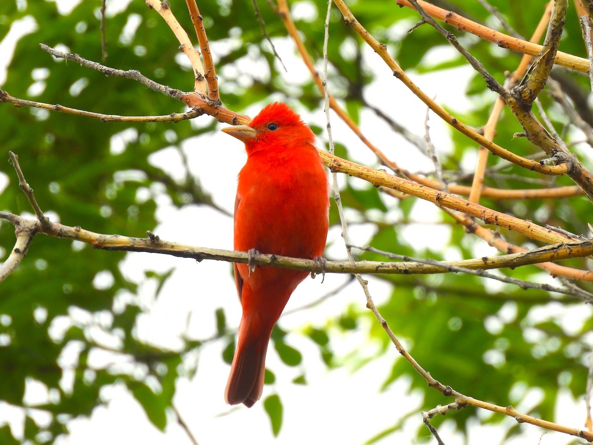 Summer Tanager - Ted Floyd