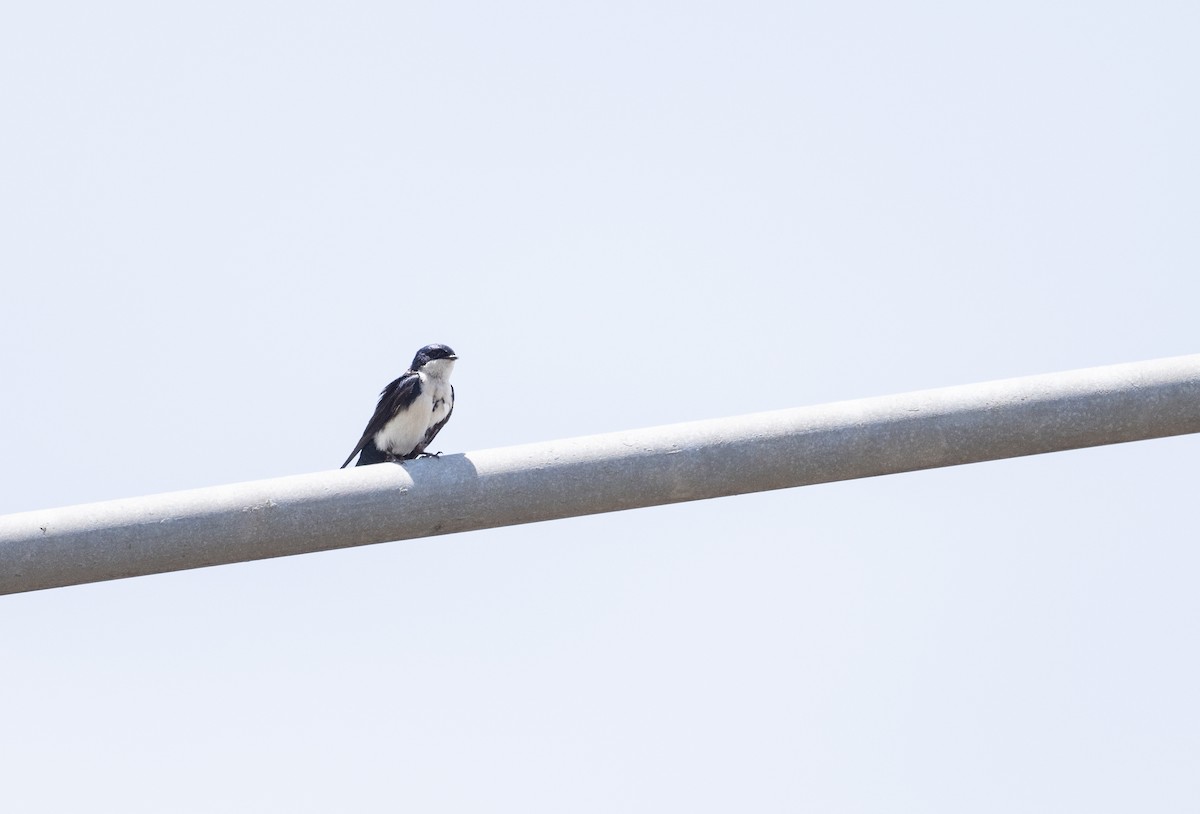 Blue-and-white Swallow - ML617984029