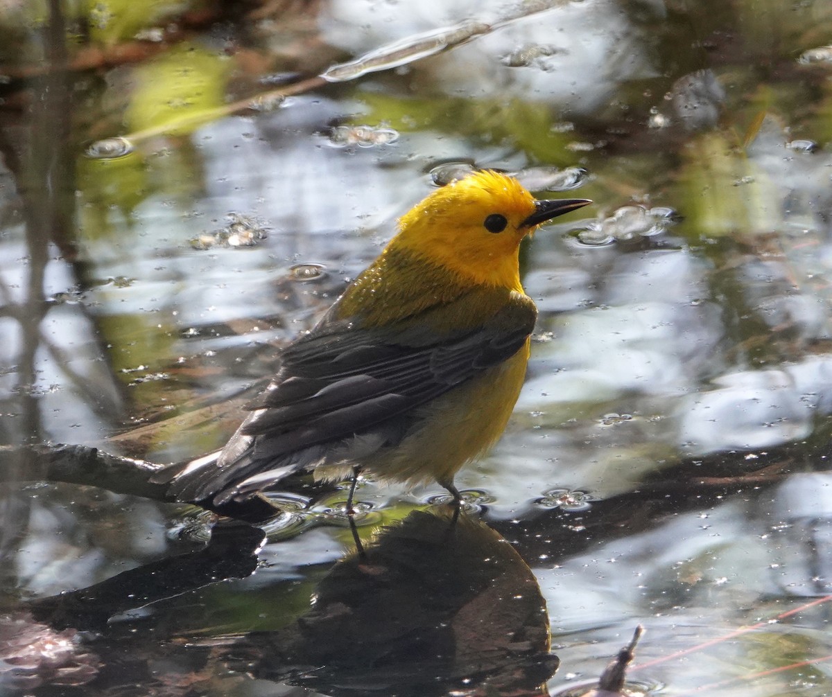 Prothonotary Warbler - ML617984042