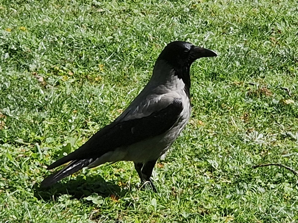 Hooded Crow (Hooded) - ML617984052