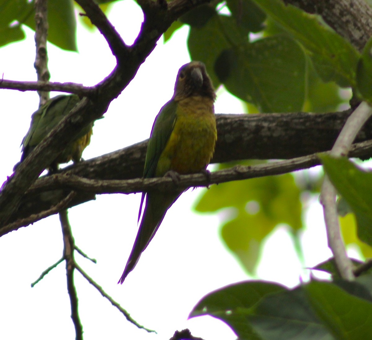 Brown-throated Parakeet - ML617984071