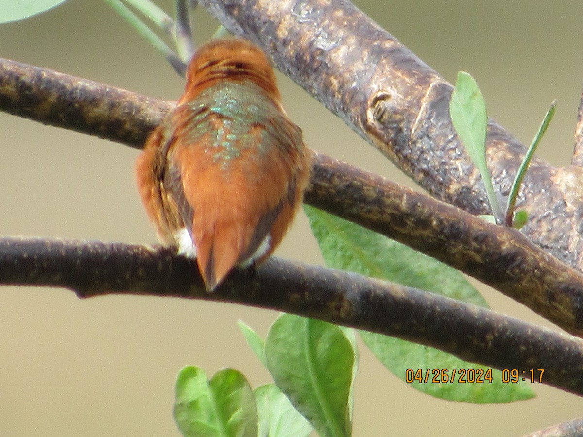 Allen's Hummingbird - crdf bird
