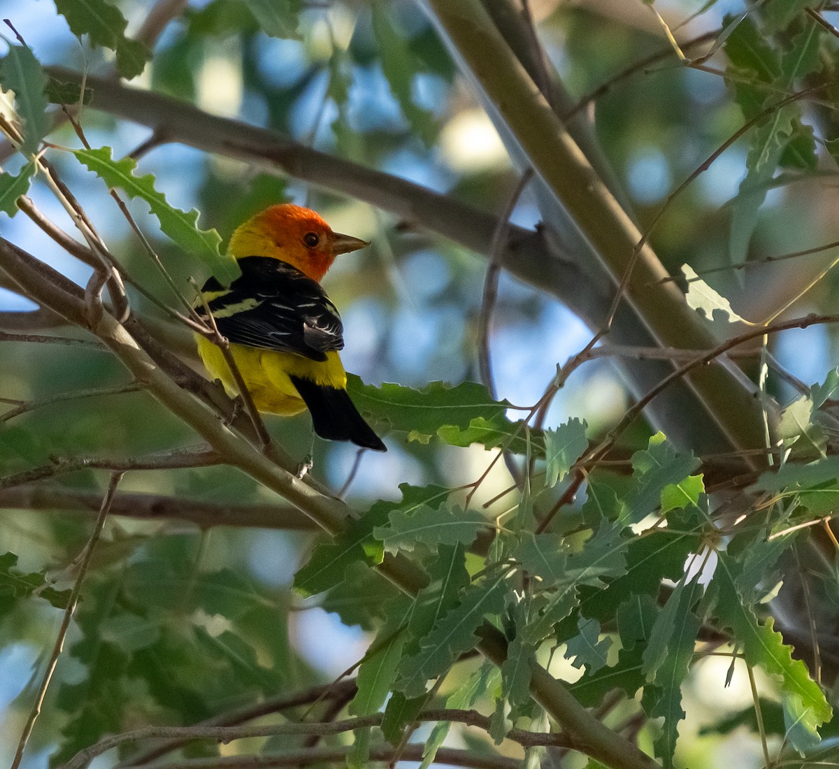 Western Tanager - ML617984088
