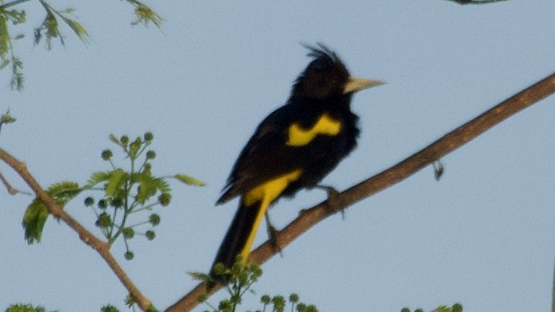 Yellow-winged Cacique - ML617984098