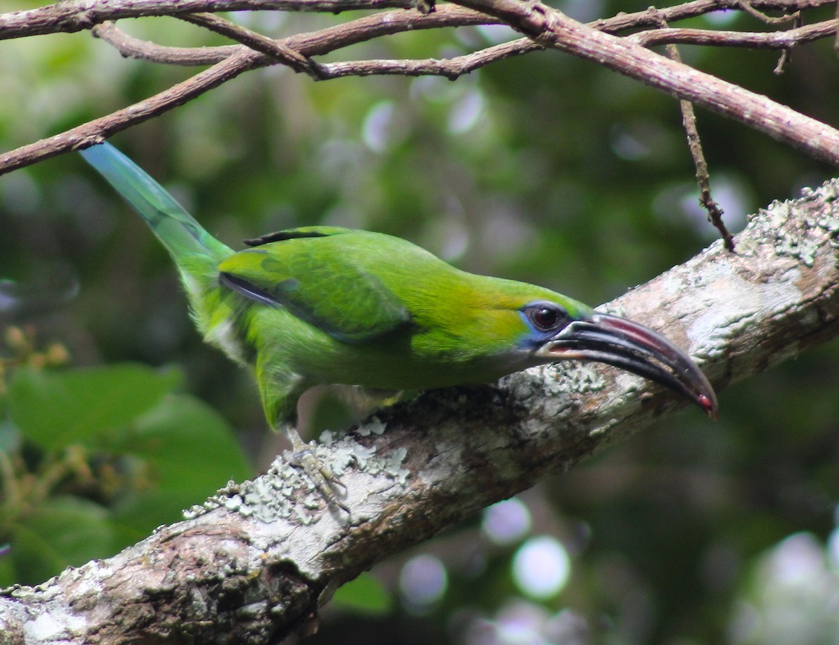 Groove-billed Toucanet - ML617984103